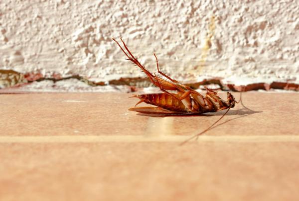 Termite Pest Control Extermination London Ky Berea Ky Richmond KY