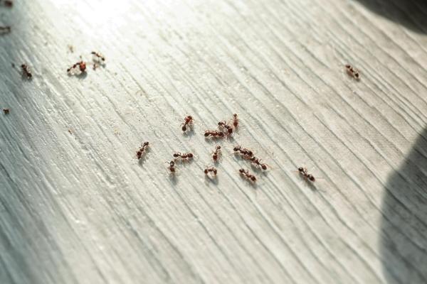 Termite Pest Control Extermination London Ky Berea Ky Richmond KY